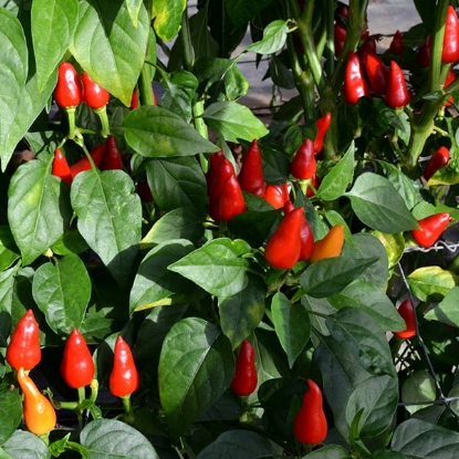 Picture of Turkish Pickling Chilli Pepper